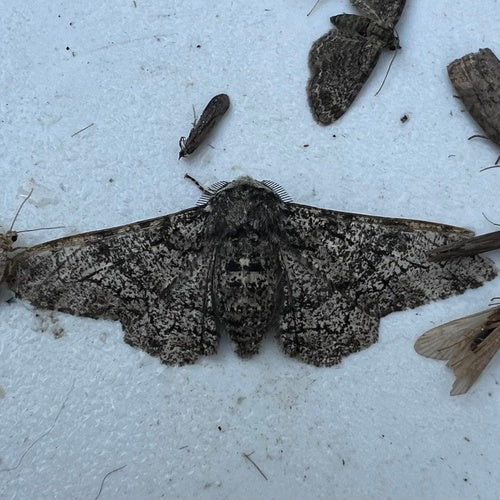 Birkenspanner — Bild 4