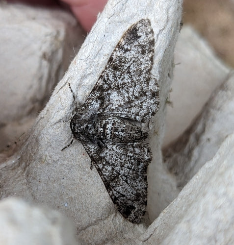 Birkenspanner — Bild 3