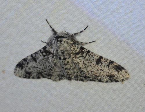 Birkenspanner — Bild 5