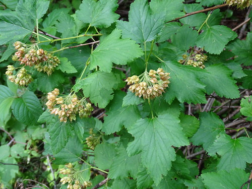 Naturaufnahme - Bild 1