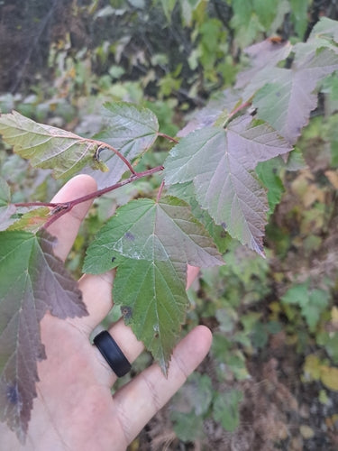 Naturaufnahme - Bild 6