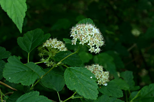 Naturaufnahme - Bild 2