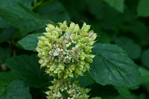 Naturaufnahme - Bild 4