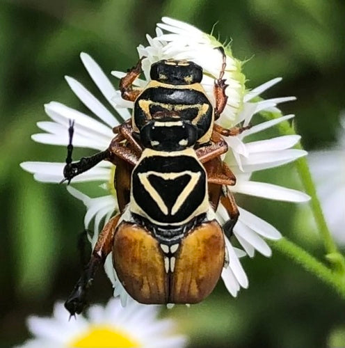 Blatthornkäfer - Bild 6