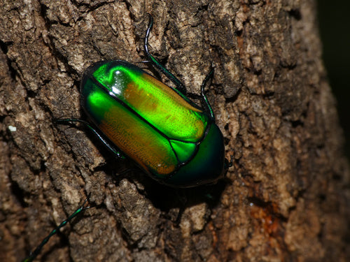 Blatthornkäfer — Bild 6