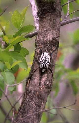 Blatthornkäfer - Bild 2