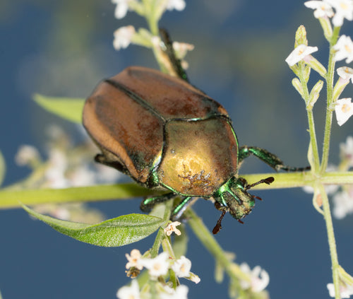 Blatthornkäfer - Bild 3