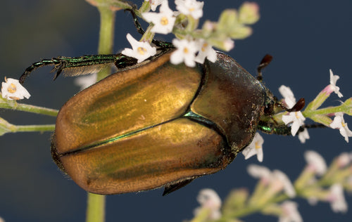 Blatthornkäfer — Bild 4