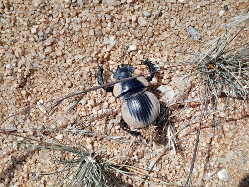 Blatthornkäfer — Bild 5