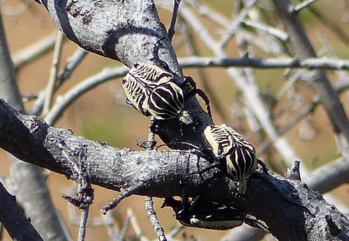 Blatthornkäfer - Bild 1
