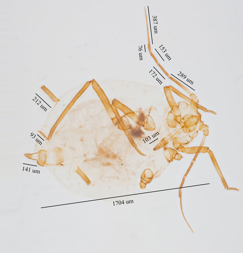 Blattläuse — Bild 1