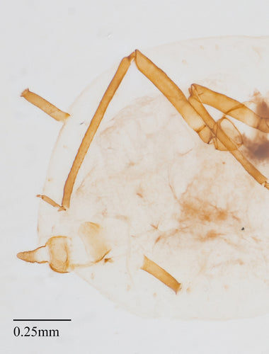 Blattläuse — Bild 4