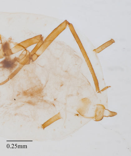 Naturaufnahme - Bild 7