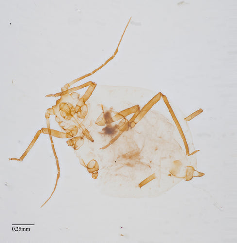 Blattläuse — Bild 5