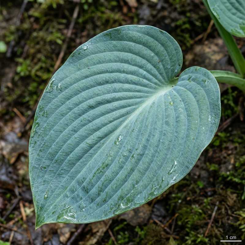 Blaue Funkie (Hosta sieboldiana), KI-Illustration