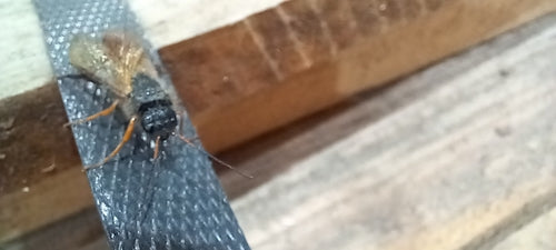 Blaue Kiefernholzwespe — Bild 5