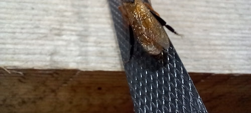 Blaue Kiefernholzwespe — Bild 3 von 46