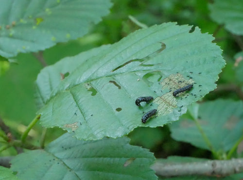 Blauer Erlenblattkäfer — Bild 2
