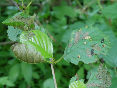 Blauer Erlenblattkäfer — Bild 4