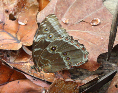 Blauer Morphofalter — Bild 5