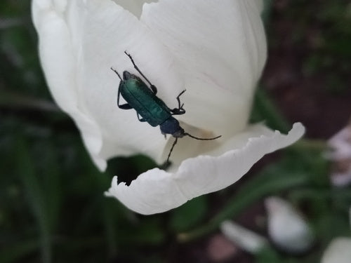 Blauer Scheibenbock — Bild 4 von 9