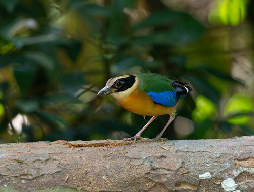 Blauflügelpitta — Bild 2 von 4