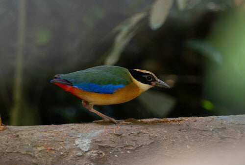 Blauflügelpitta — Bild 1 von 4
