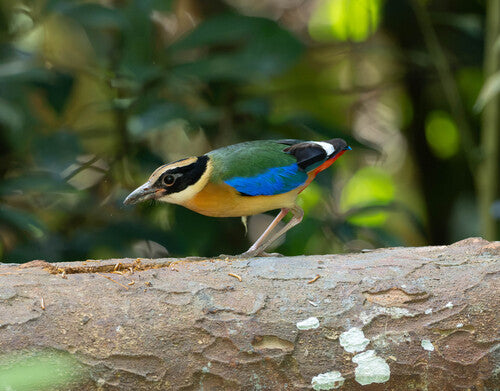 Blauflügelpitta — Bild 3 von 4