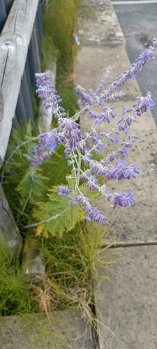 Blauraute — Bild 1