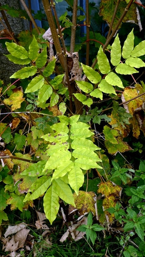 Blauregen — Bild 6