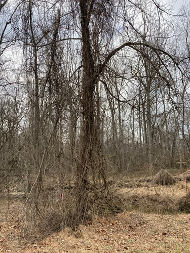 Blauregen — Bild 5