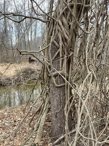 Blauregen — Bild 3