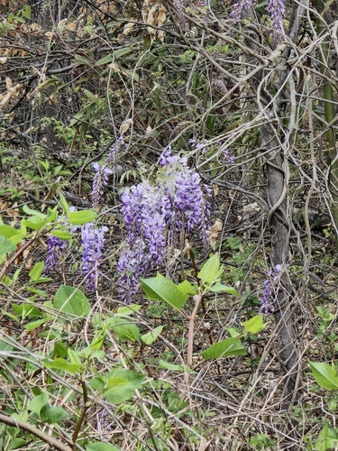 Blauregen  Silberkraft