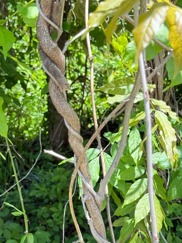 Blauregen  Silberkraft