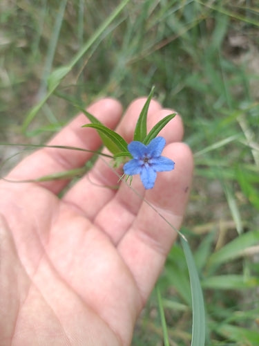 Blauroter Steinsame — Bild 4 von 8