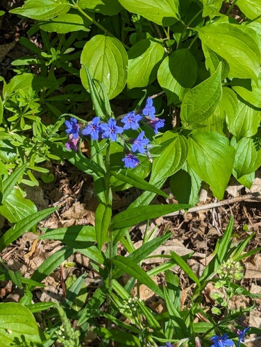 Blauroter Steinsame — Bild 3 von 8