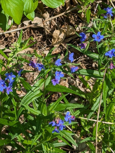 Blauroter Steinsame — Bild 1 von 8