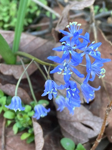 Blaustern — Bild 3