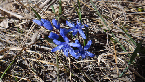 Blaustern — Bild 5