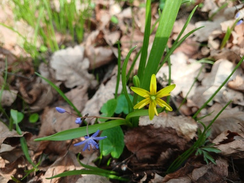 Blaustern — Bild 4