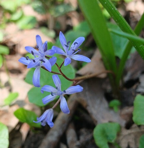 Blaustern — Bild 3