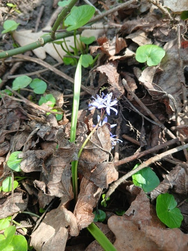 Blaustern — Bild 1