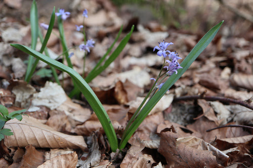 Blaustern — Bild 5