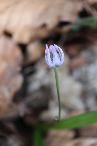 Blaustern — Bild 4