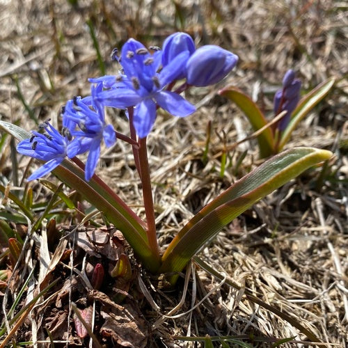 Blaustern — Bild 2