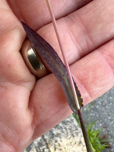 Blut-Fingerhirse — Bild 1