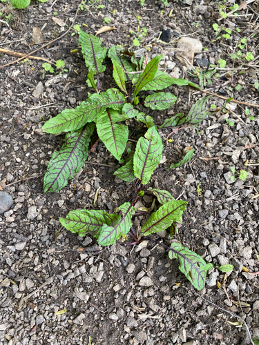 Blutampfer — Bild 3
