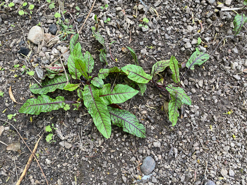 Blutampfer — Bild 2