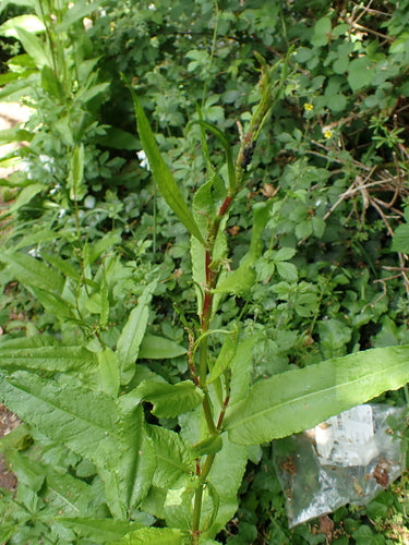 Blutampfer — Bild 4