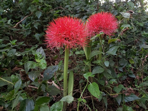Blutblume — Bild 5 von 43